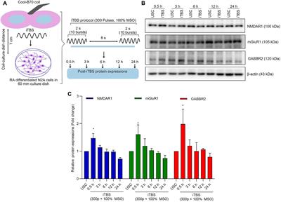 Time dependent changes in protein expression induced by intermittent theta burst stimulation in a cell line